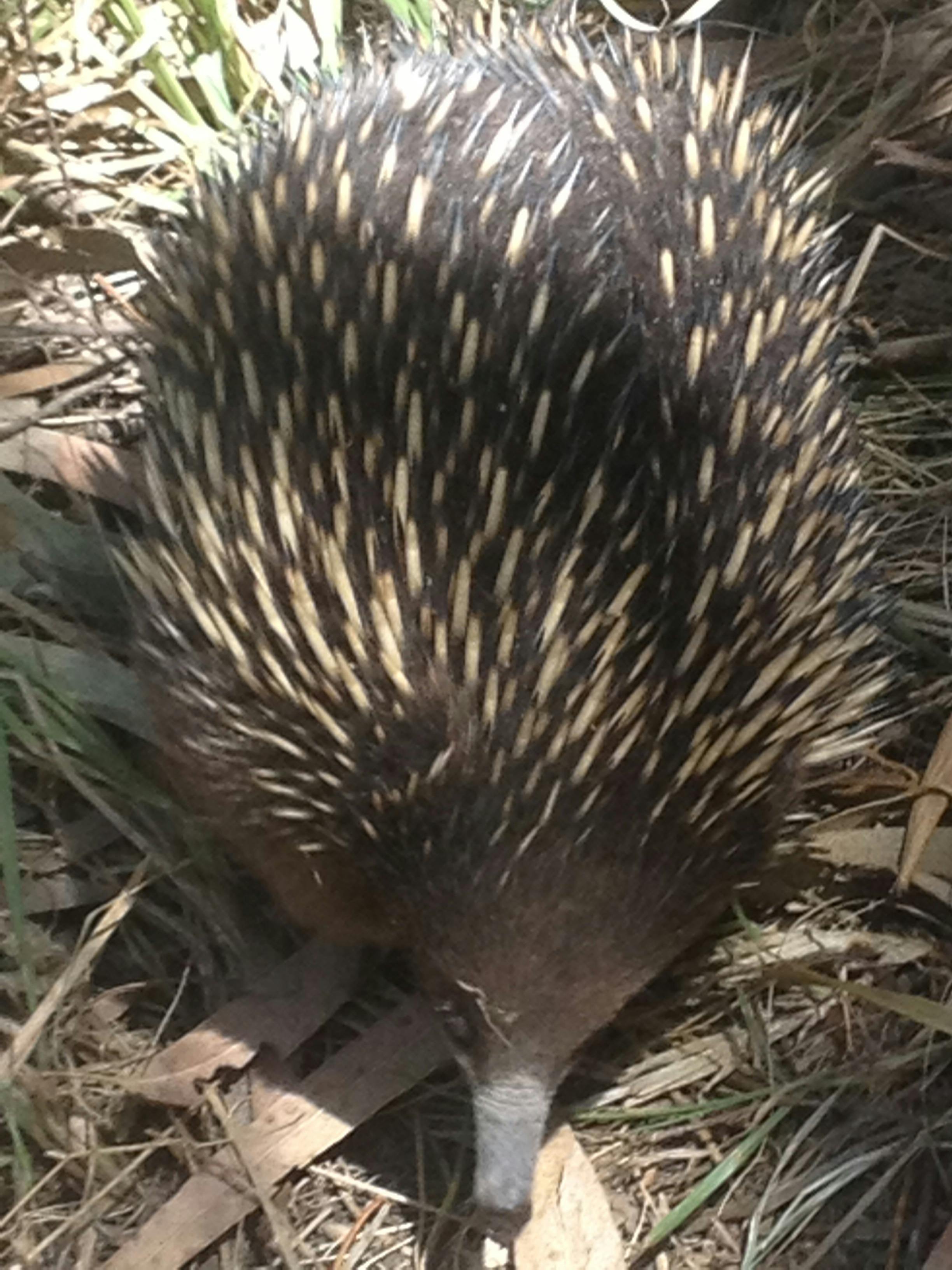 Echidna