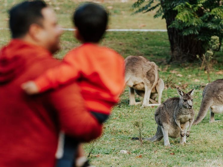 A father holds holds his young son as they watch kangaroos visiting Wombeyan picnic area. Credit: