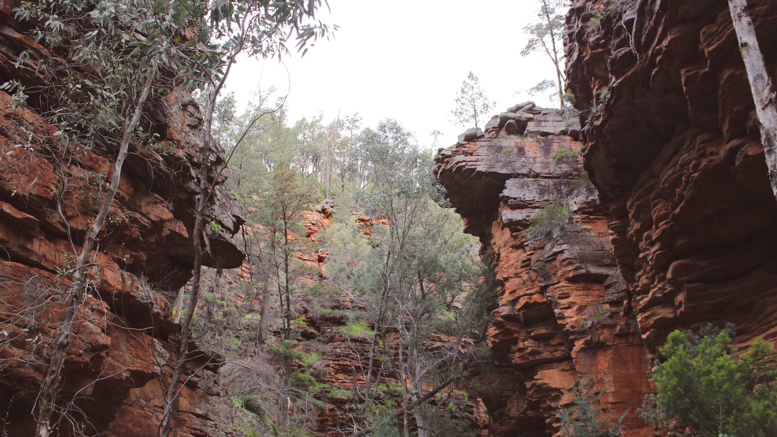 Alligator Gorge