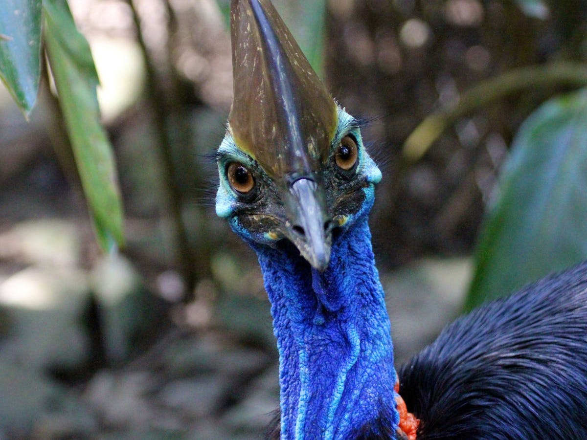 Southern Cassowary at Wildlife Habitat Port Douglas on Jungle Tours & Trekking