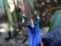 Southern Cassowary at Wildlife Habitat Port Douglas on Jungle Tours & Trekking