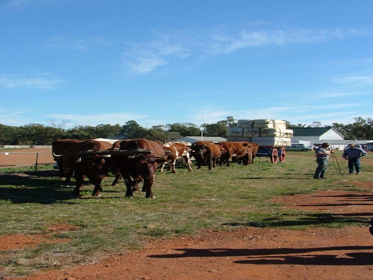 Trundle Showground