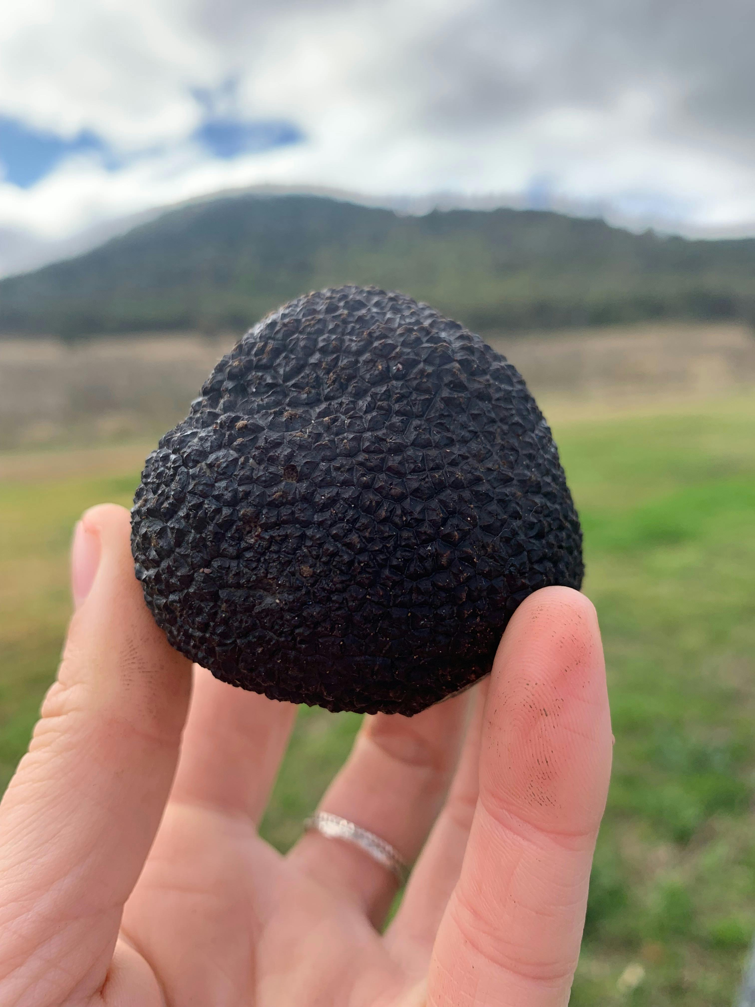 OakShade truffles
