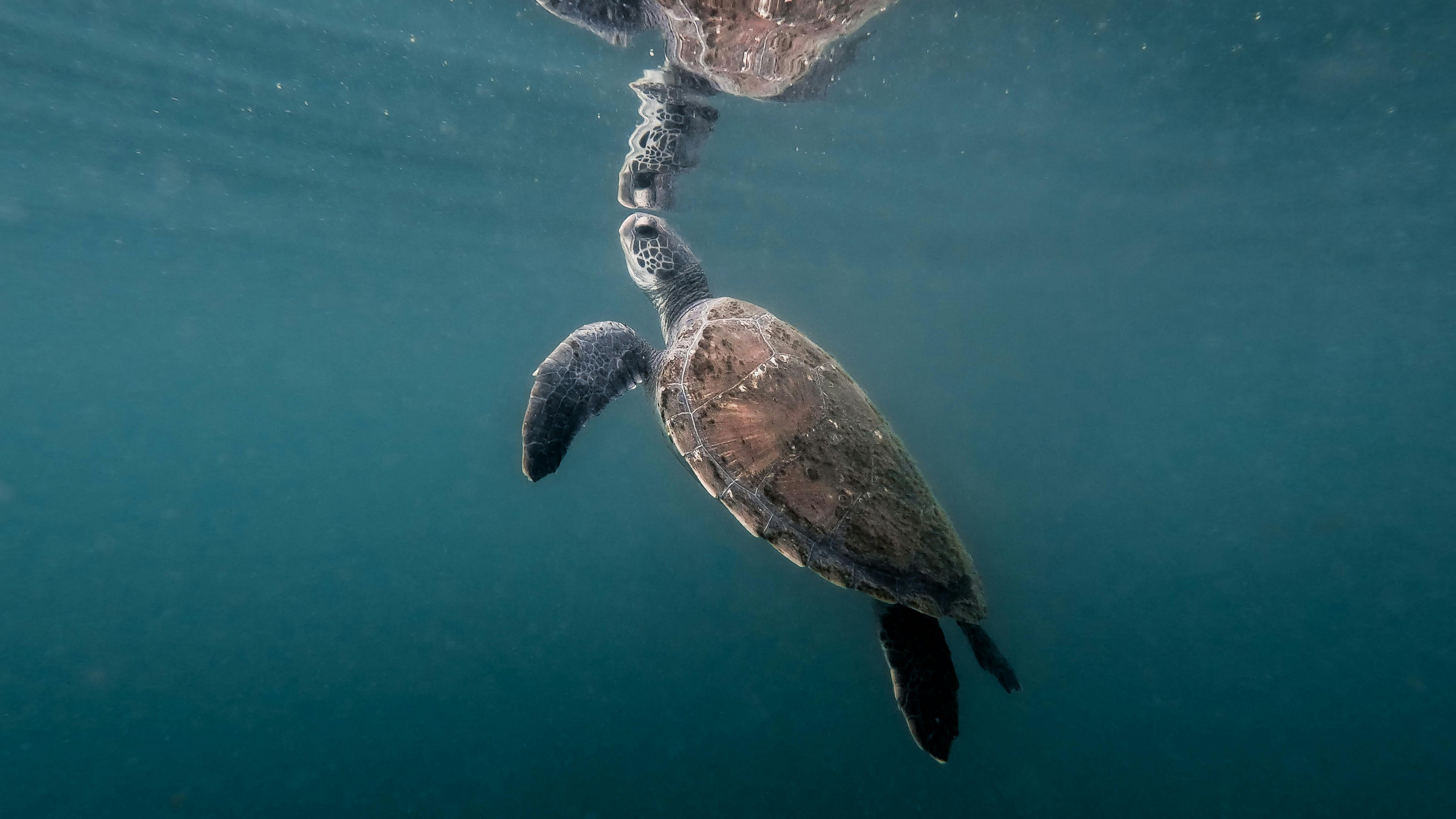 Sea turtles are frequent visitors to our snorkelling location