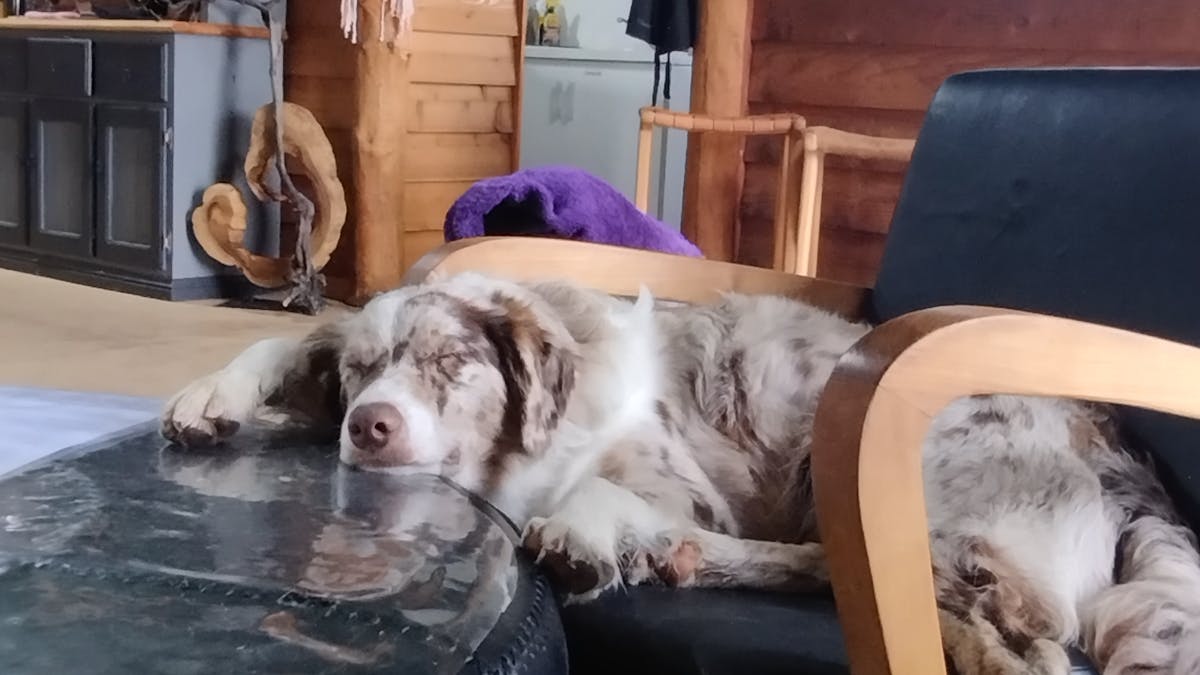Monte Australian shepherd x border collie