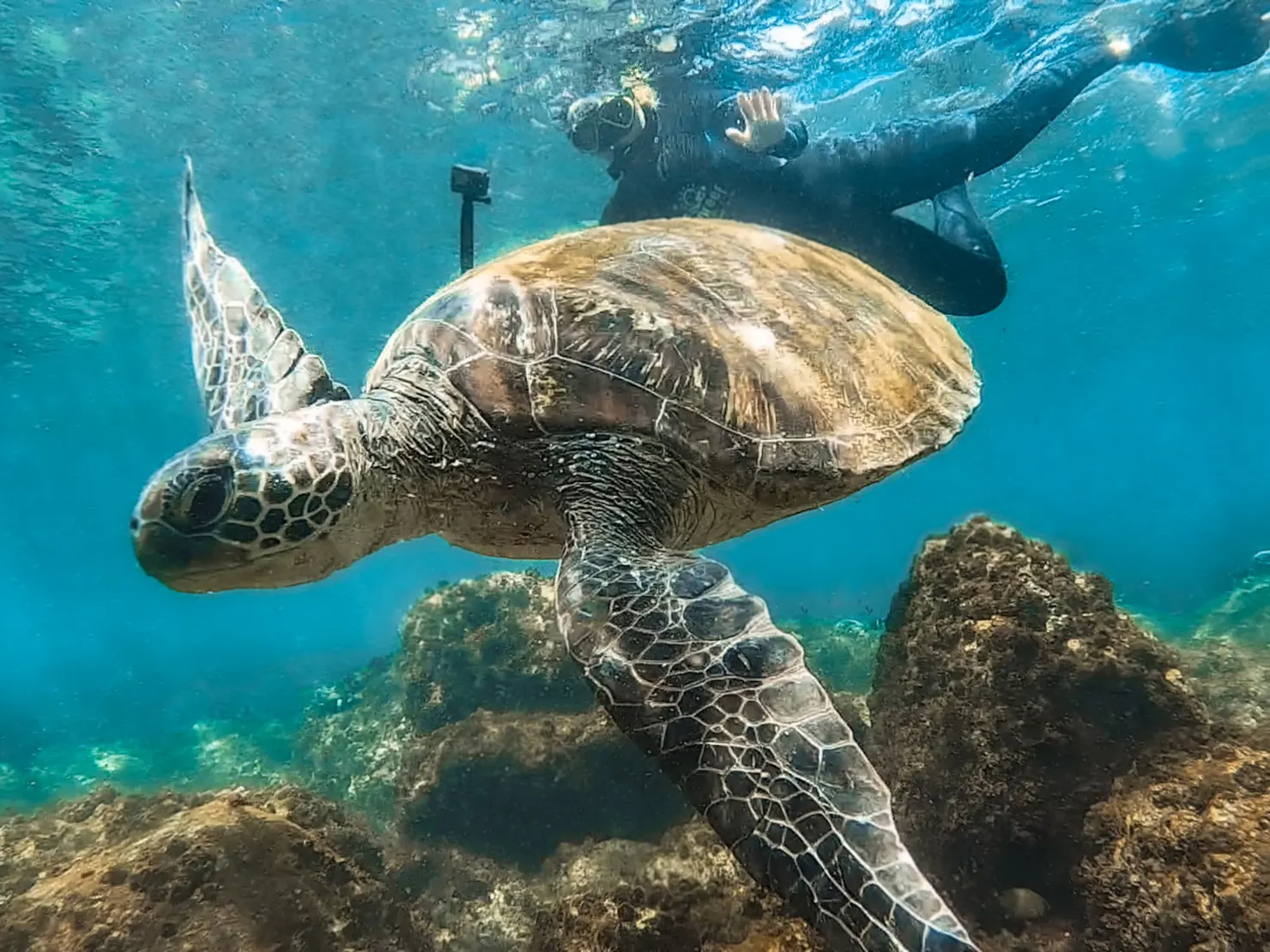 Snorkeler taking a photo of a turtle.