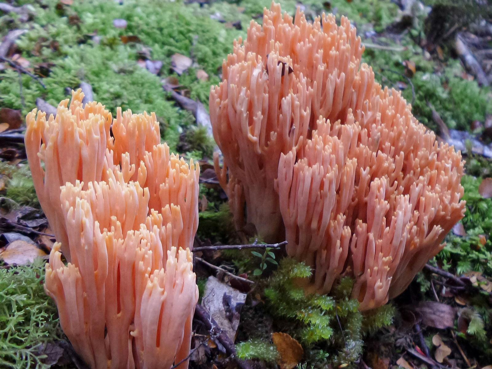 Fungi on Dooleys Hill