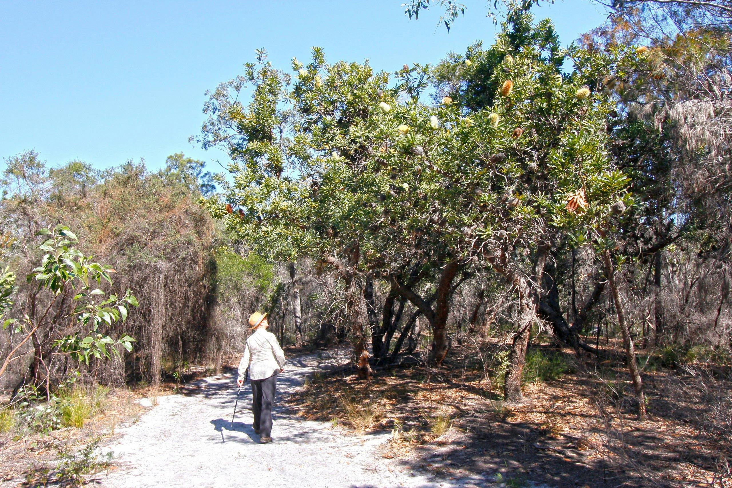 Banksia Track, Burrum Coast National Park