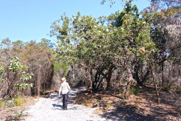 Banksia Track, Burrum Coast National Park