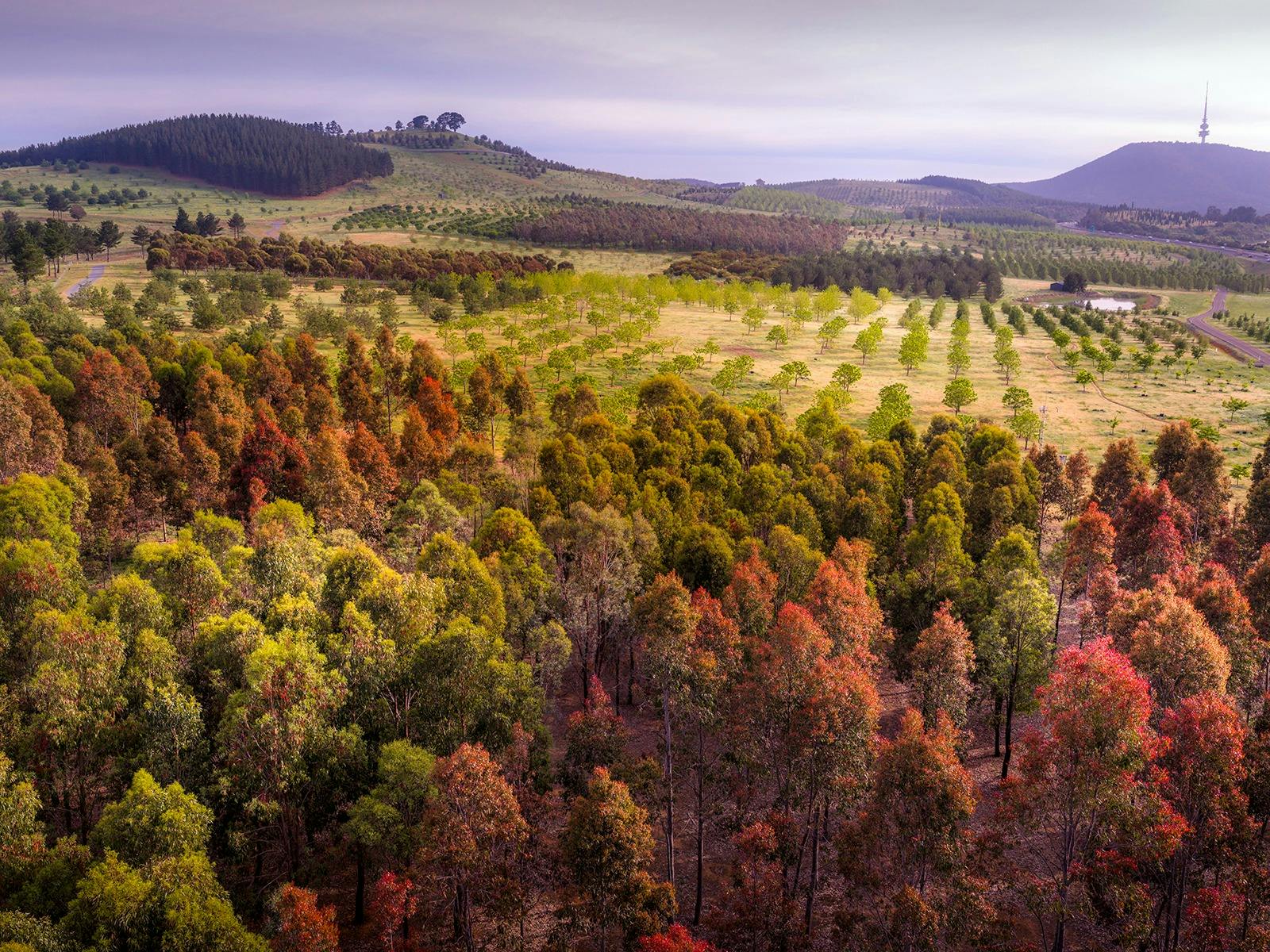 A landscape with forests and mountains in the distance.