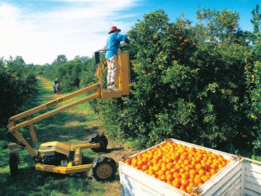 Gayndahs Big Orange Gayndahs Big Orange