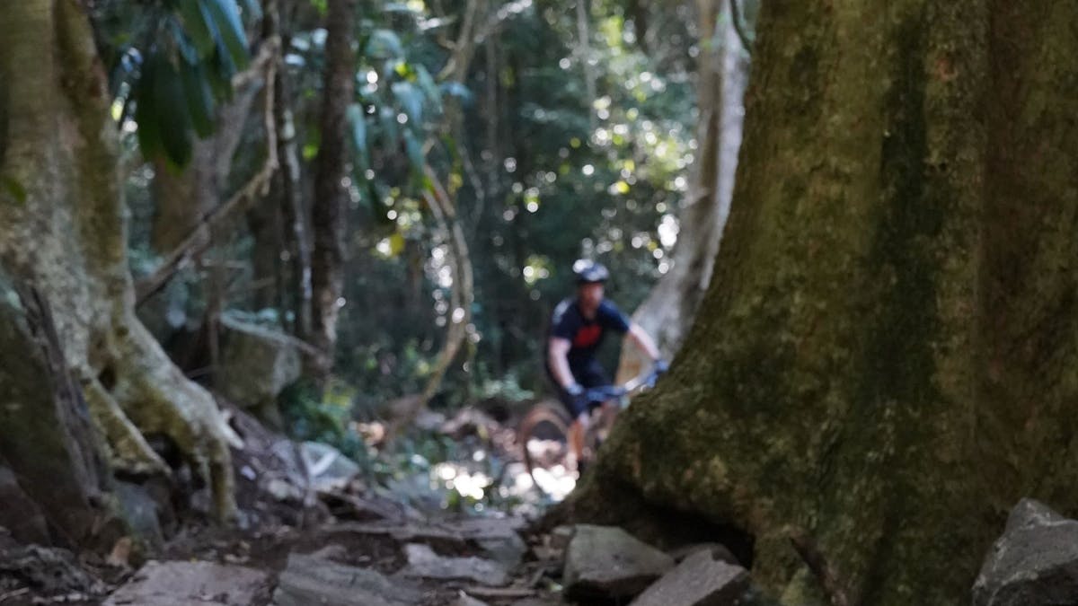 Ride through the natural windows and arches amongst the beautiful Bunya trees.