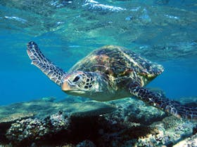 Sea Turtles, Mackerel Islands, Western Australia