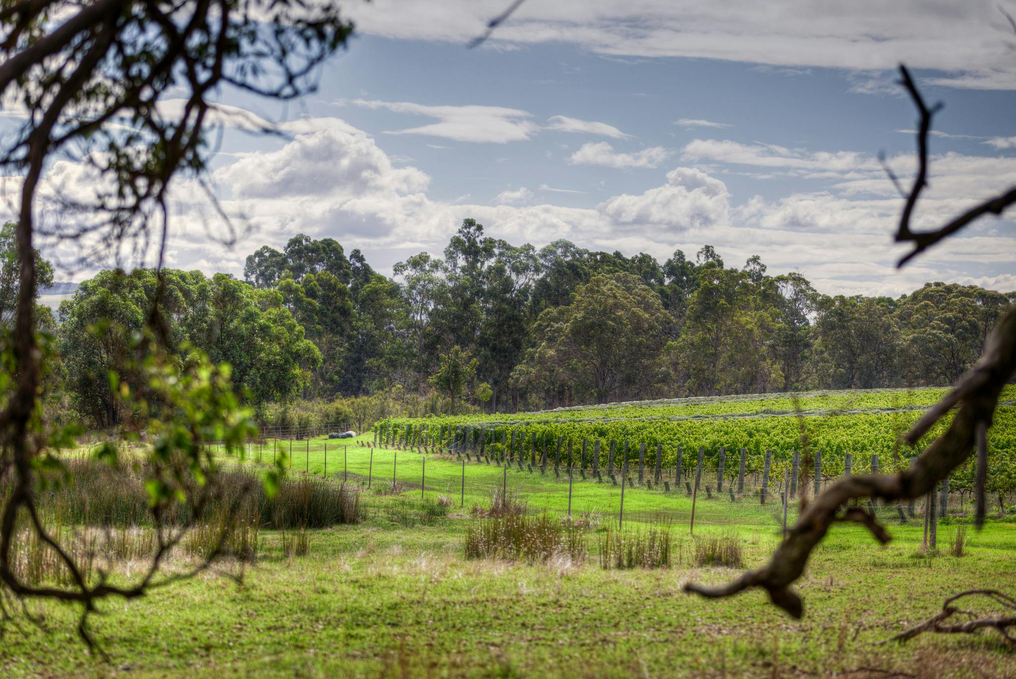 the vineyard