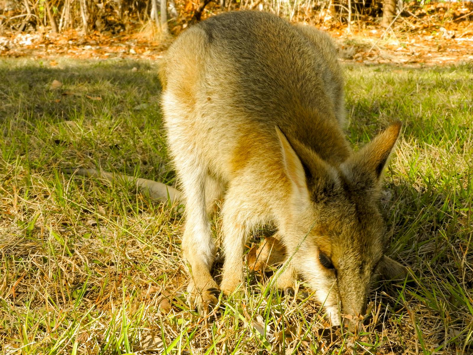 Agile Wallaby
