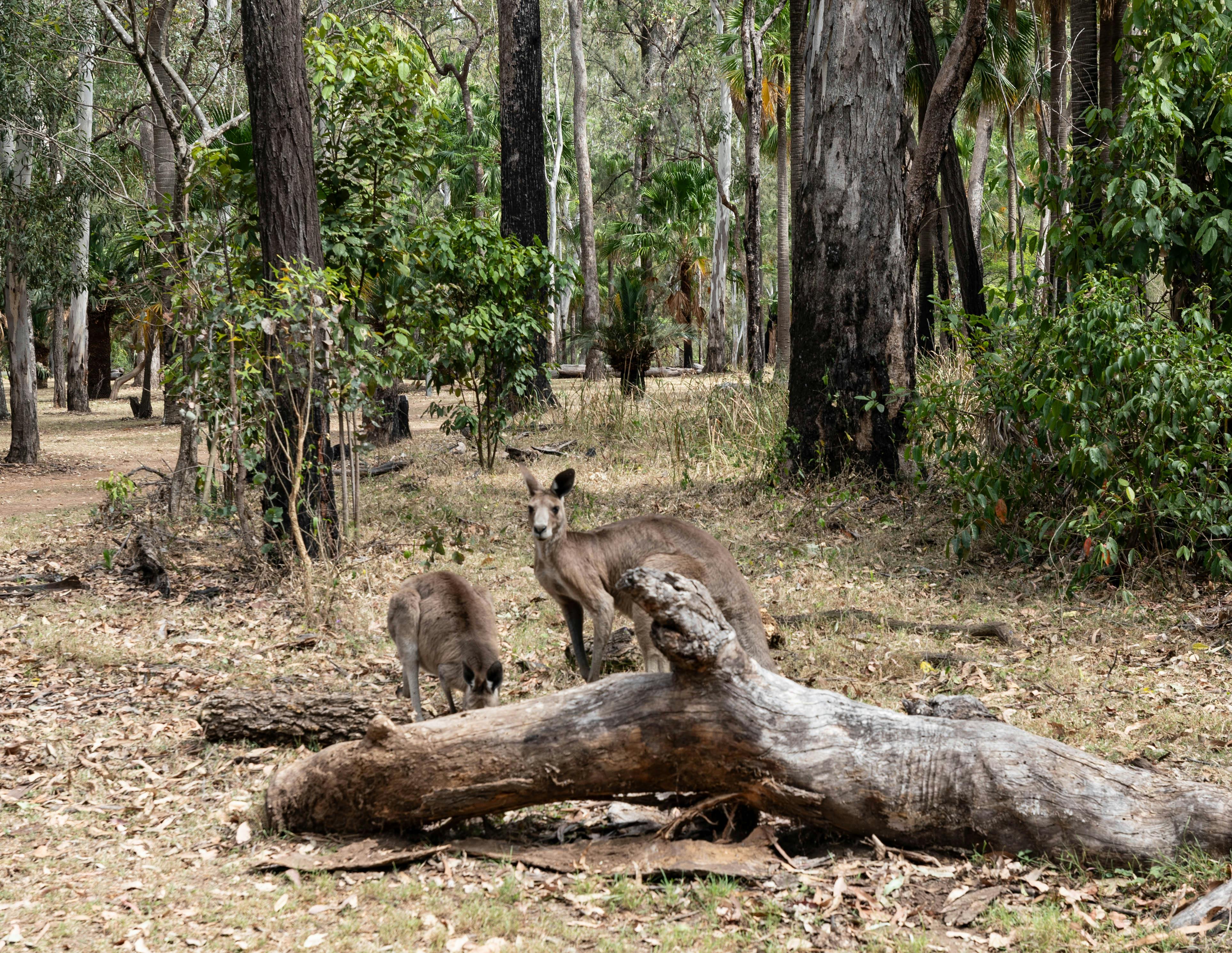 Grey Kanagroos - Carnarvon Gorge