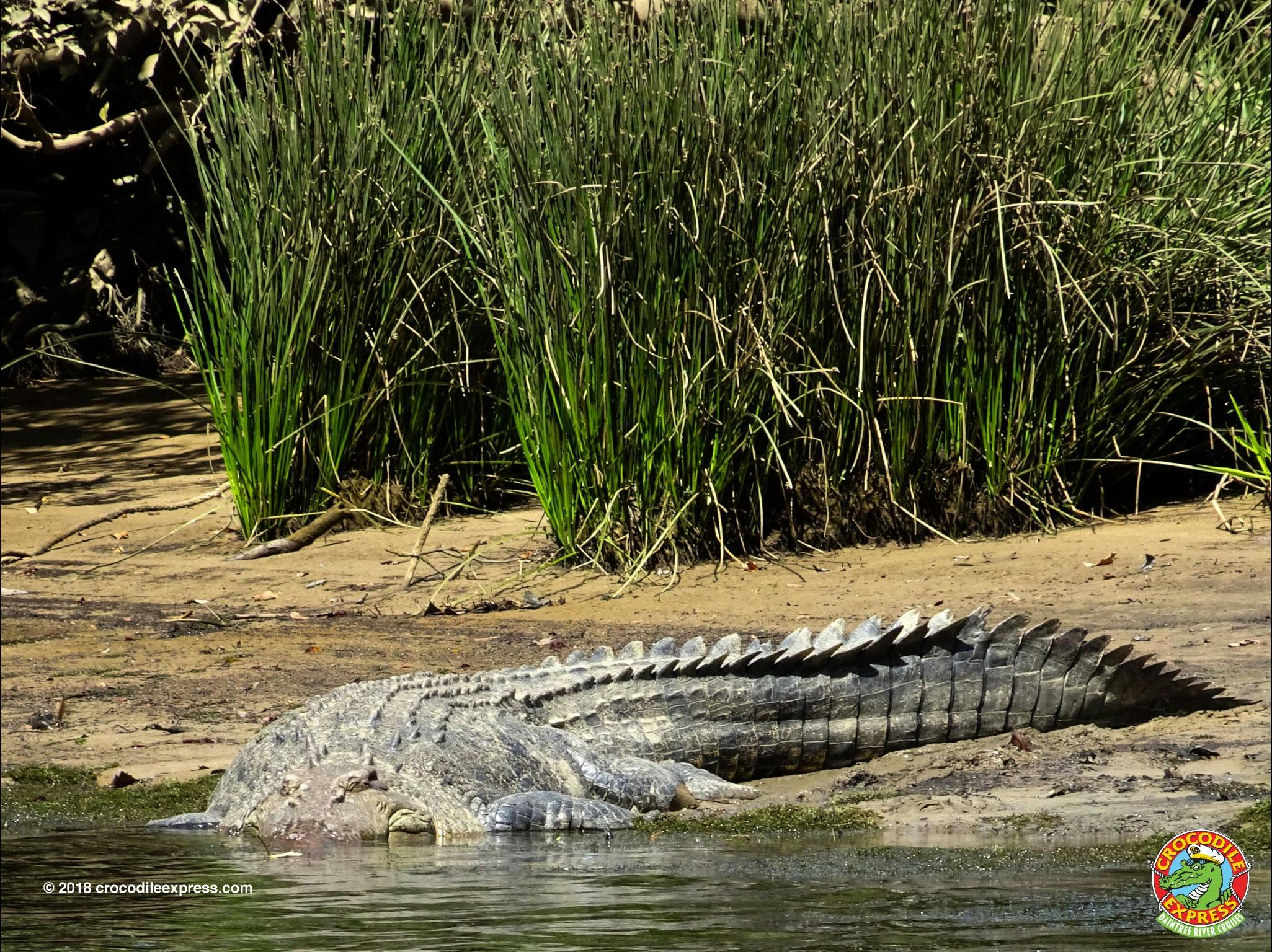 crocodileexpress.com great photo opportunities