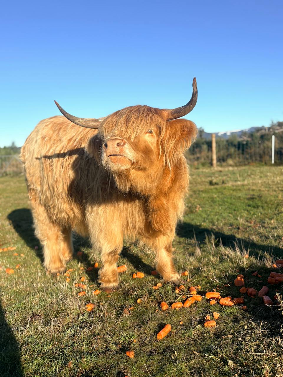 Cradle Mountain Highlands (Highland Cow Experiences) photo
