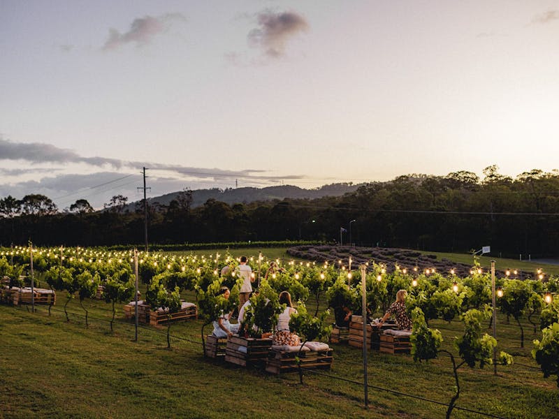Image for Twilight in the Vines