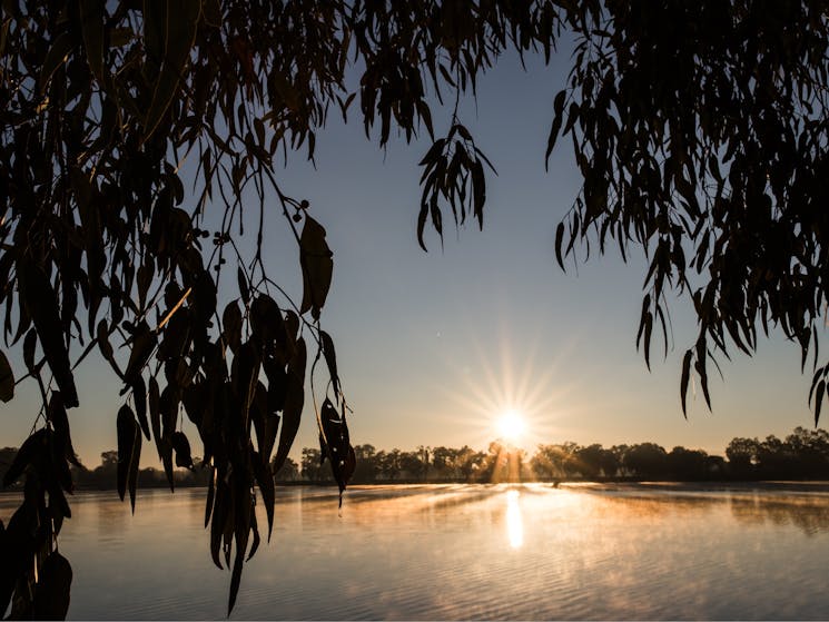 Sun rising over the waters of lake albert with Eucalyptus trees in the fore ground