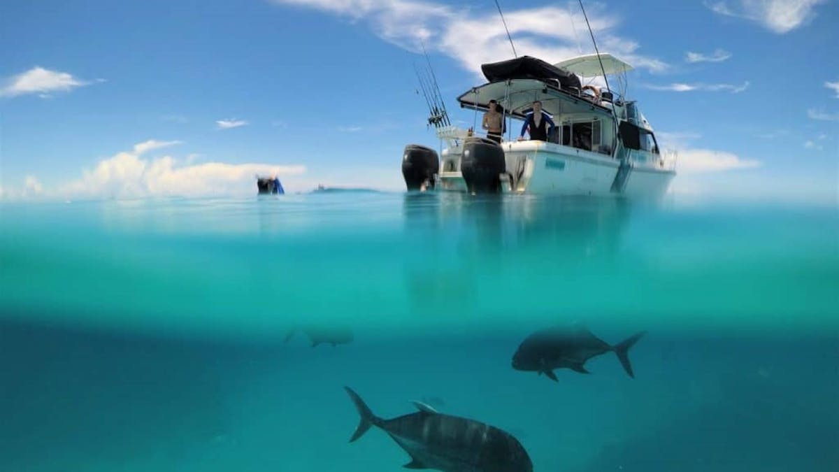 fishes and boat