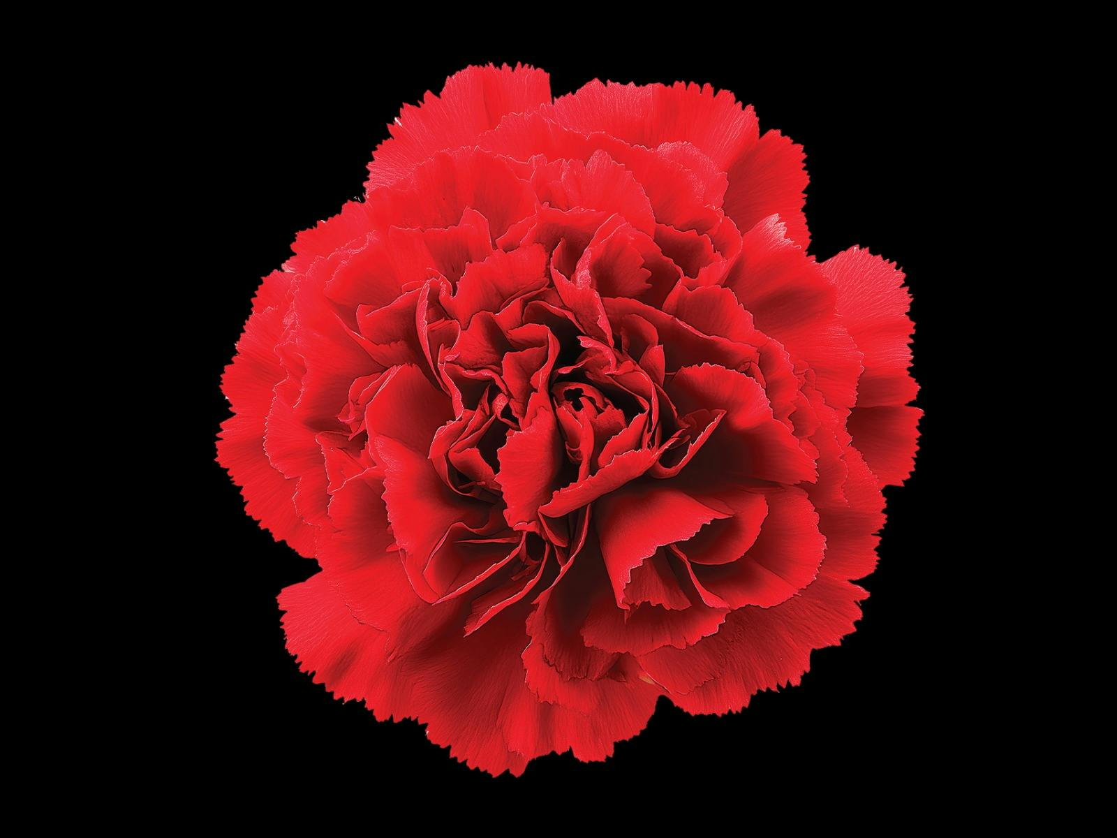 Carmen
