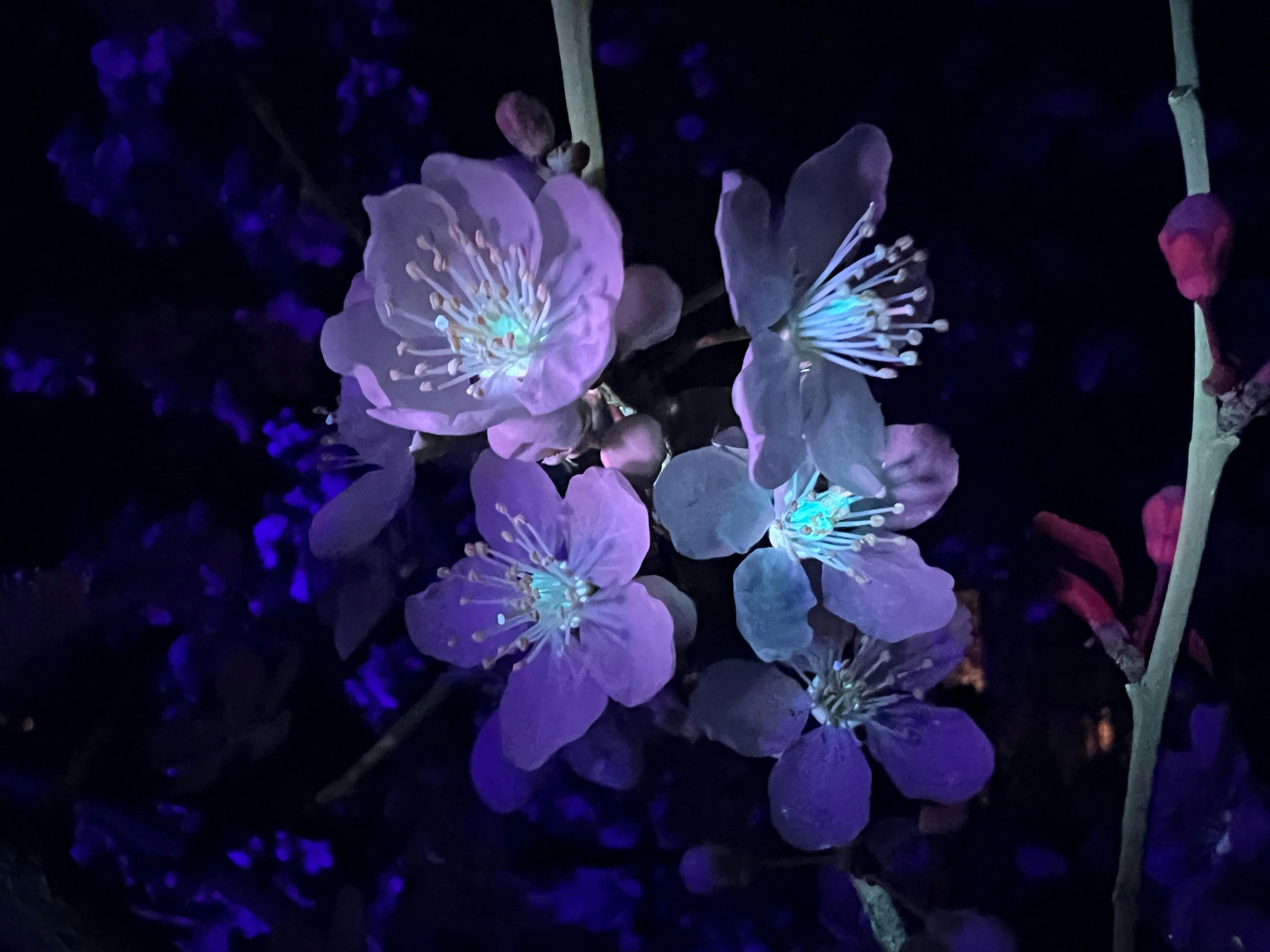 Plum blossoms glowing pink