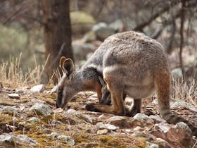 Yellow Footed Rock Wallaby with joey in pouch