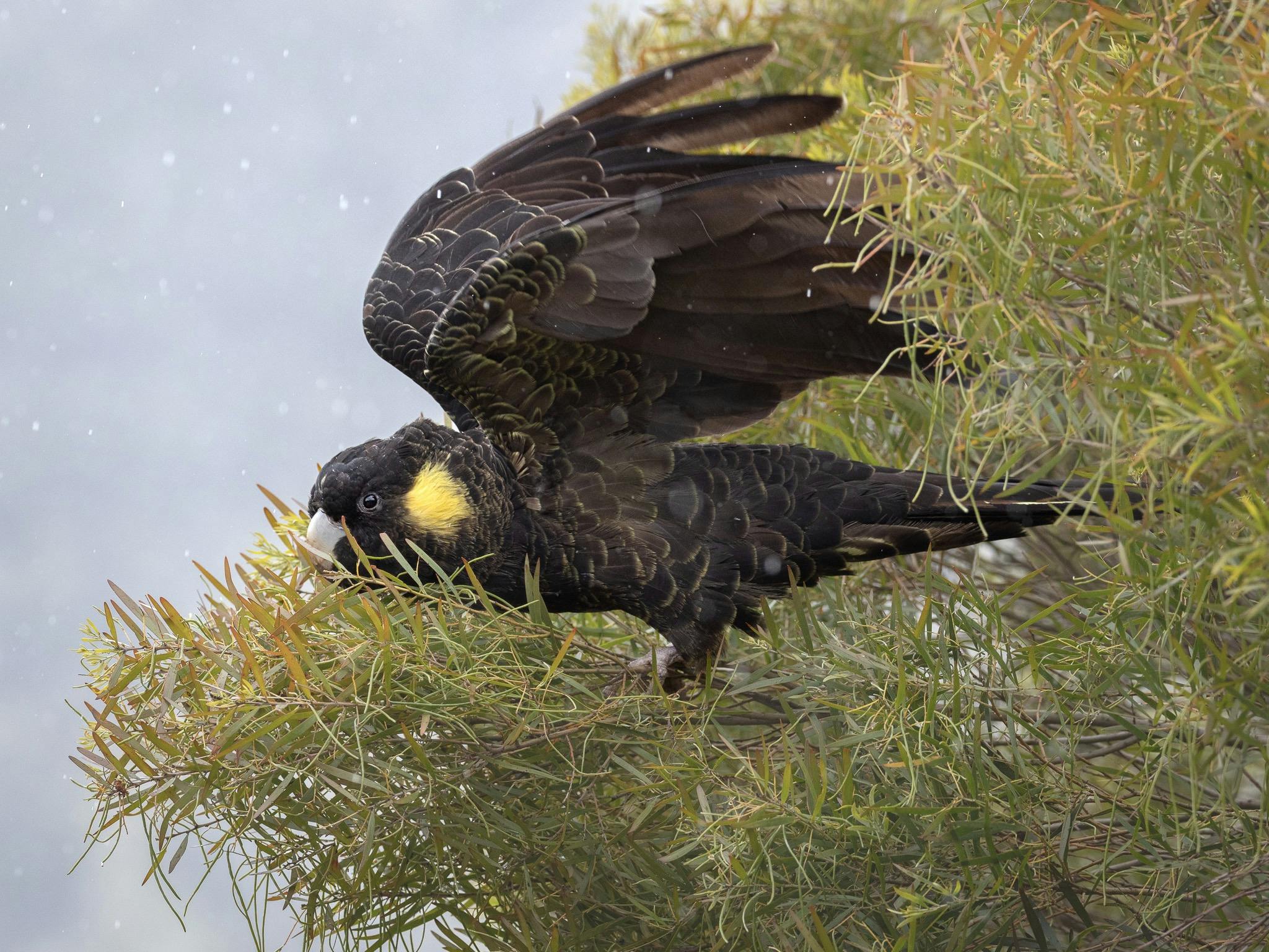 A Yellow-tailed Black Cockatoo setting up to take flight from a tree