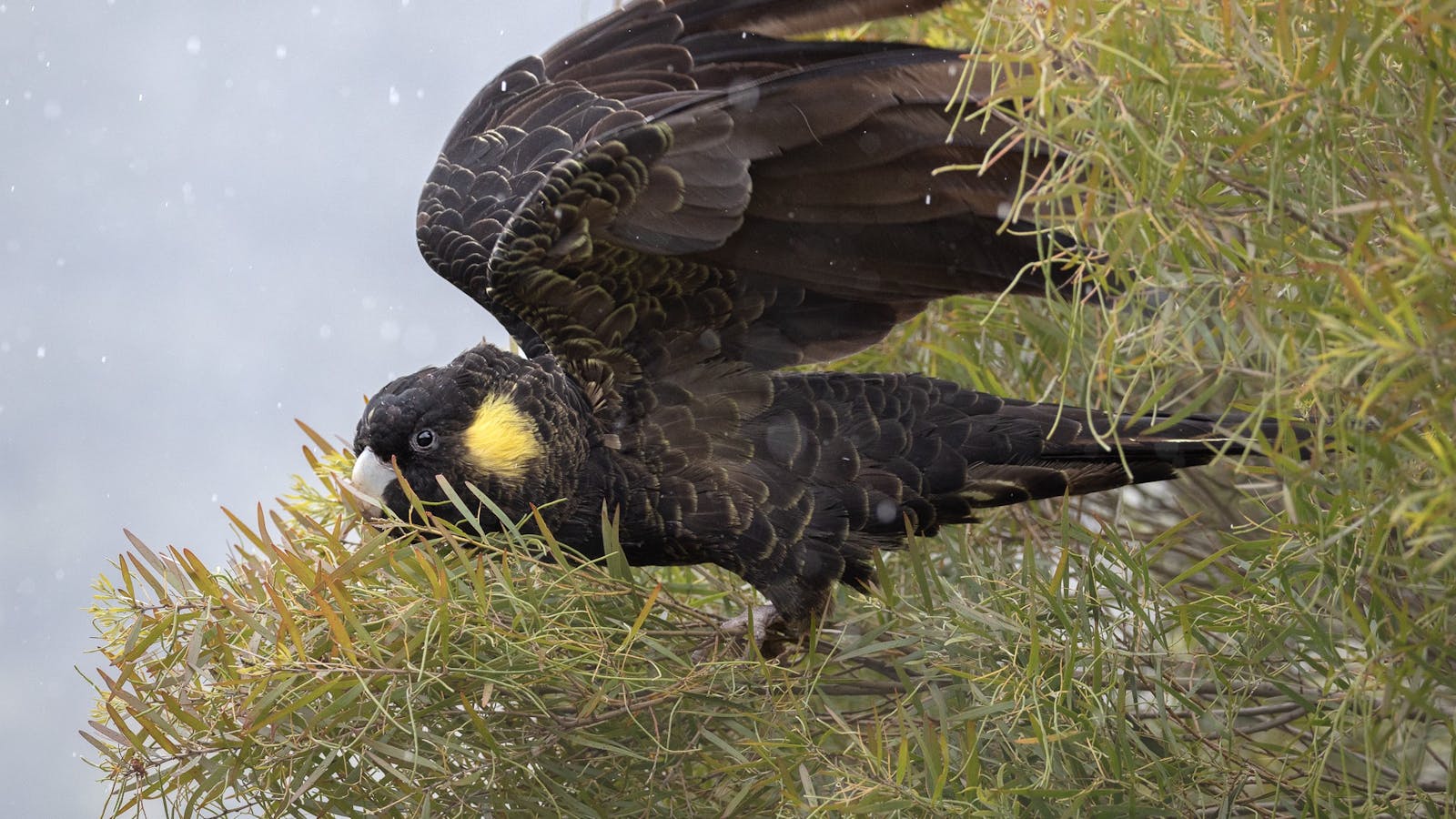 Be ready with your camera settings when a bird begins to take off in flight