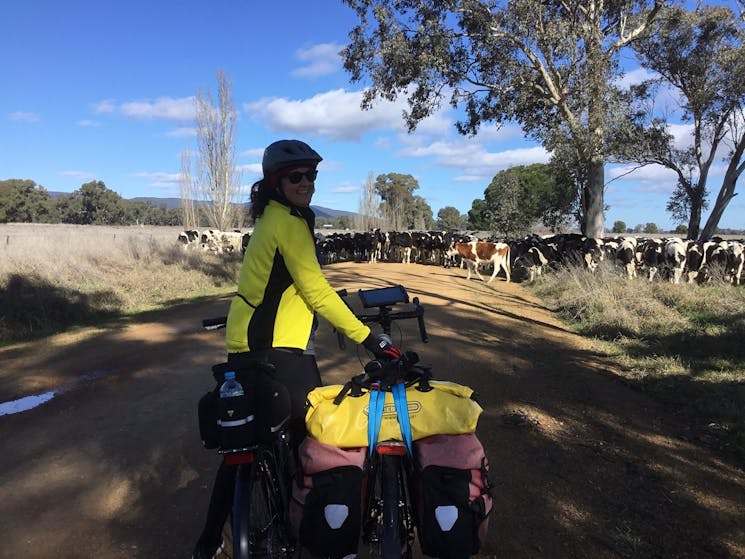 Cycling and meeting  cows