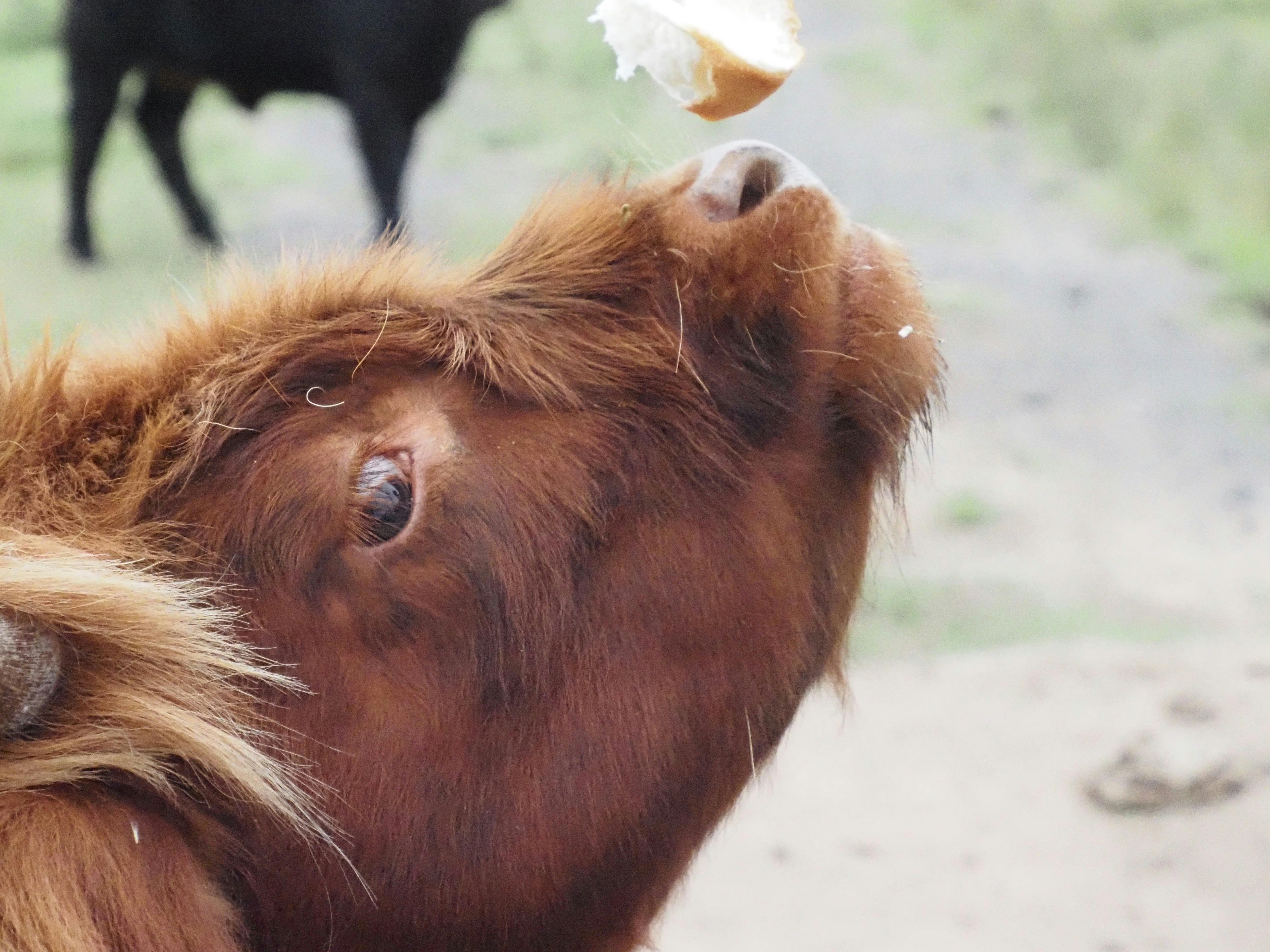 Feed our young calves