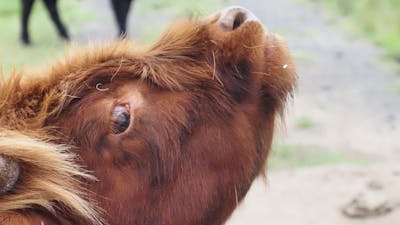 Feed our young calves