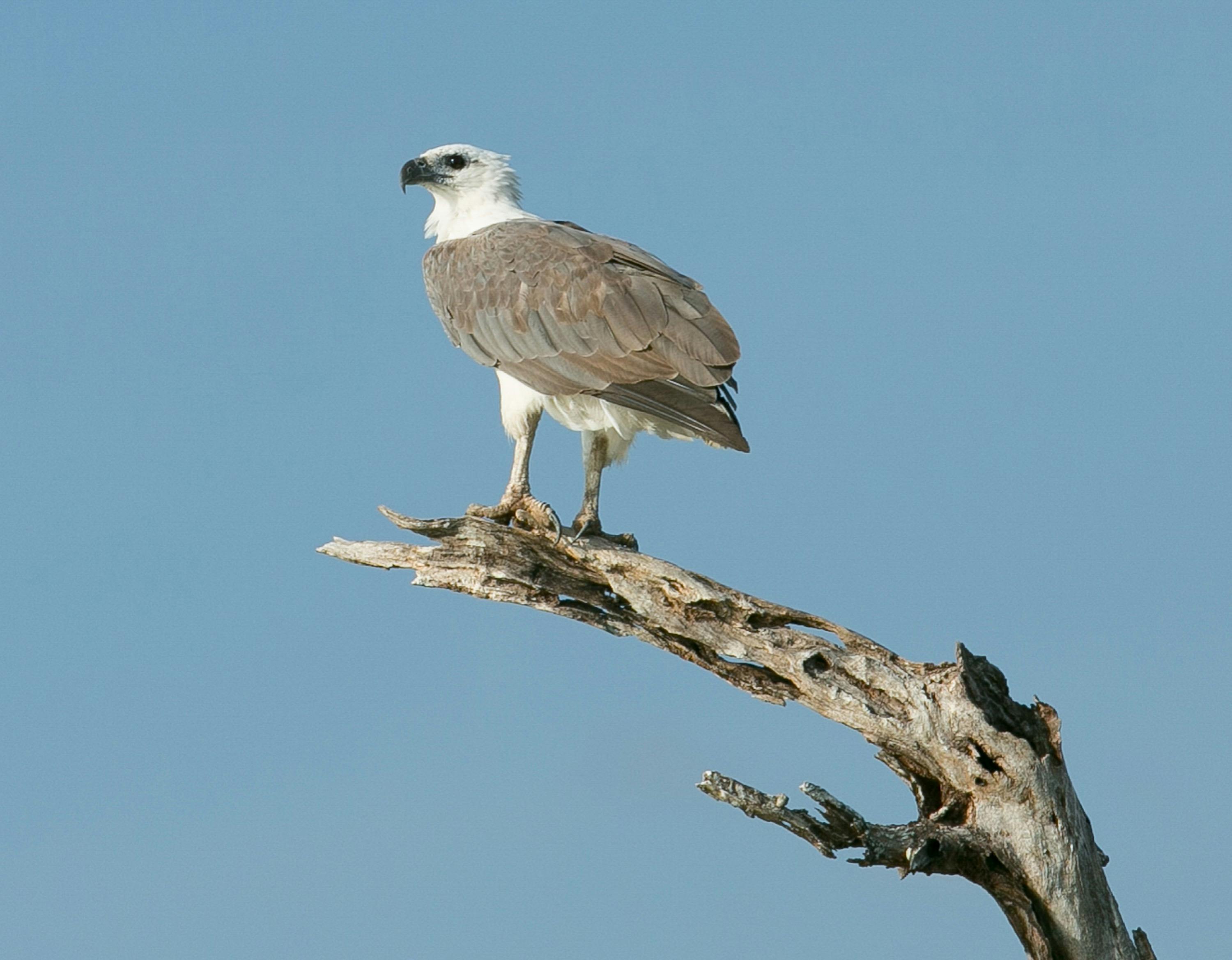 White bellied sea eagle