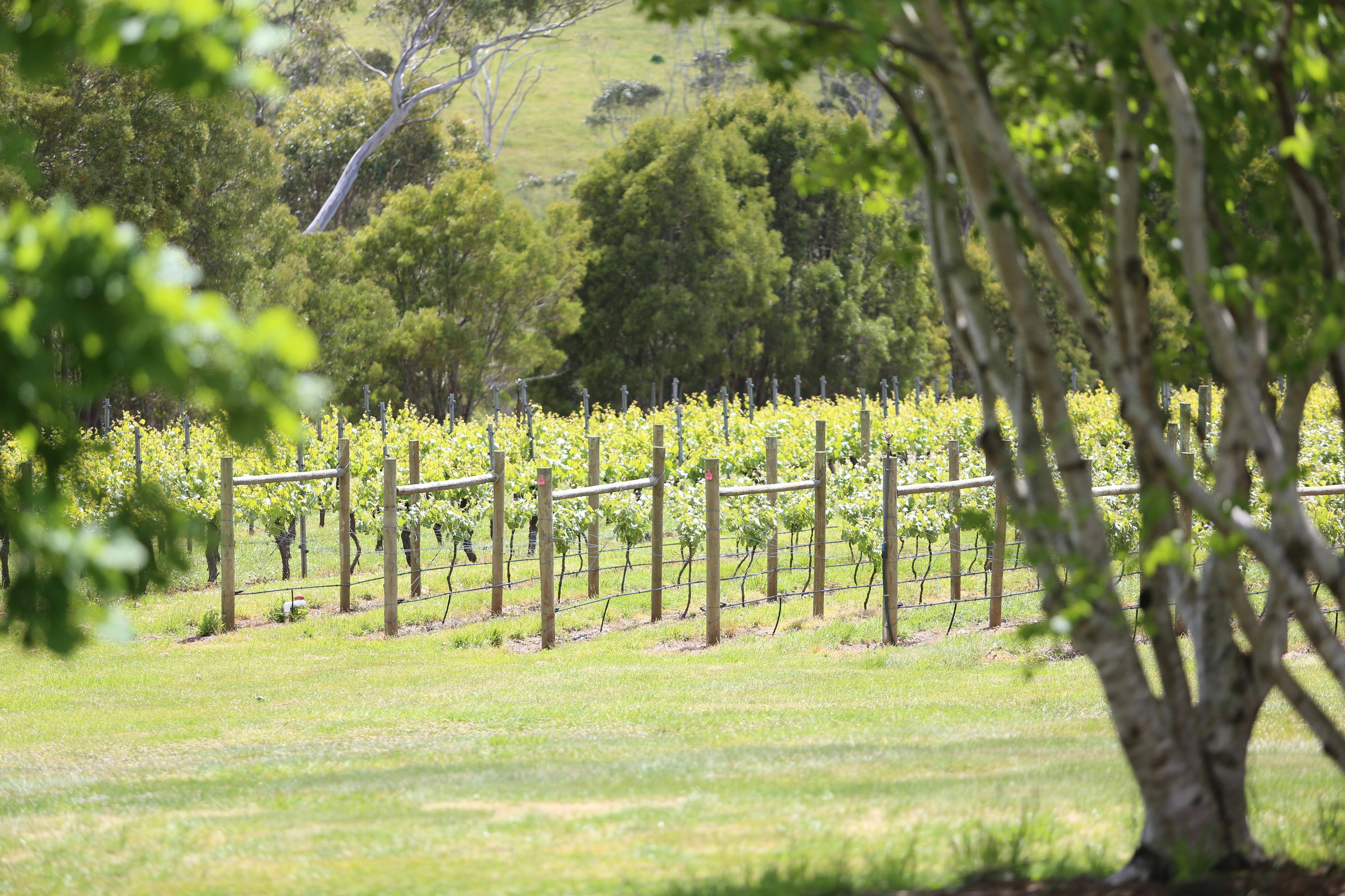 Visit Northern Tasmania Bay of Fires Wines