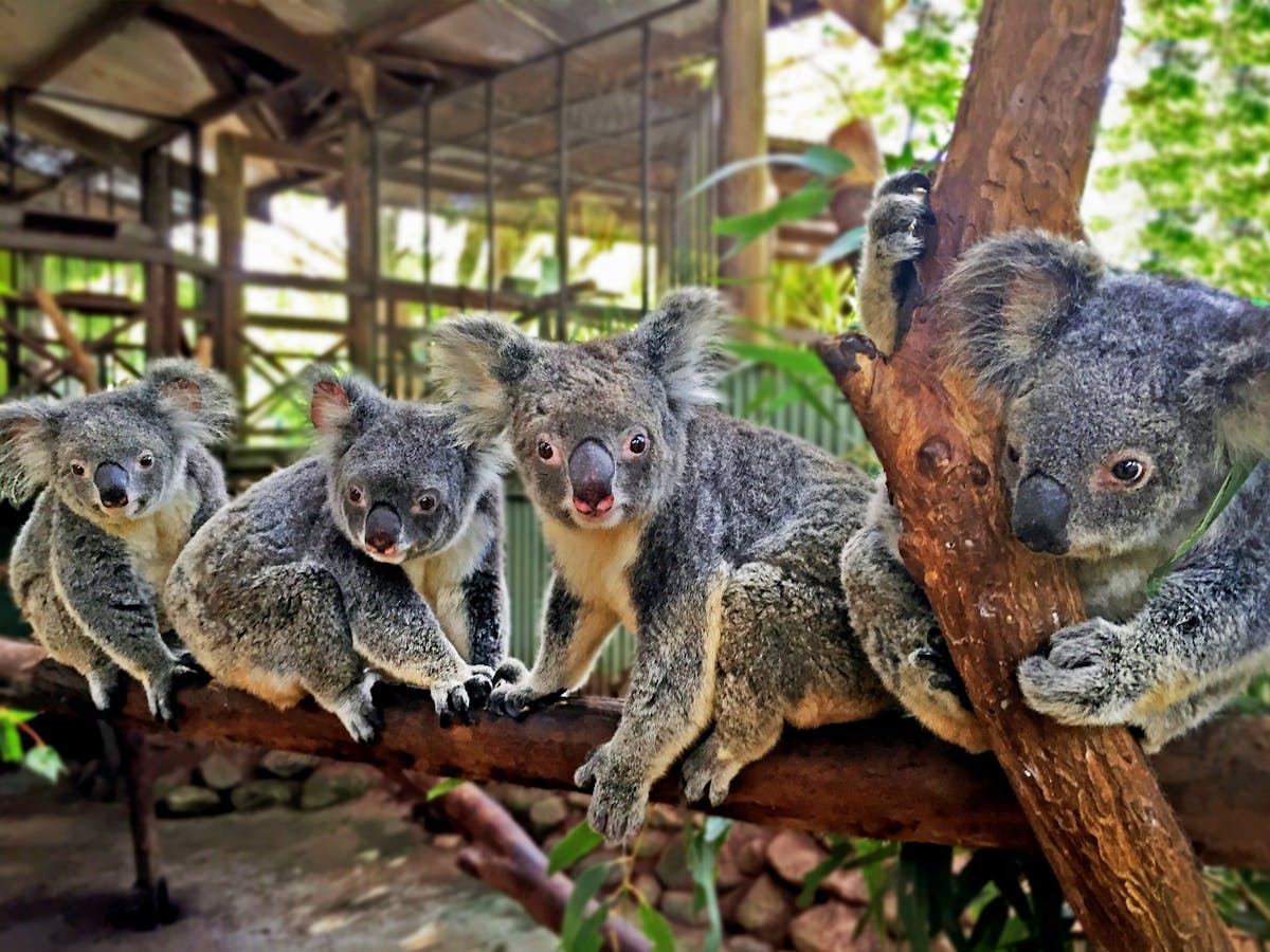 koalas at rainforestation nature park kuranda koala and wildlife park