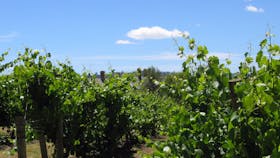 Vineyard Tassie