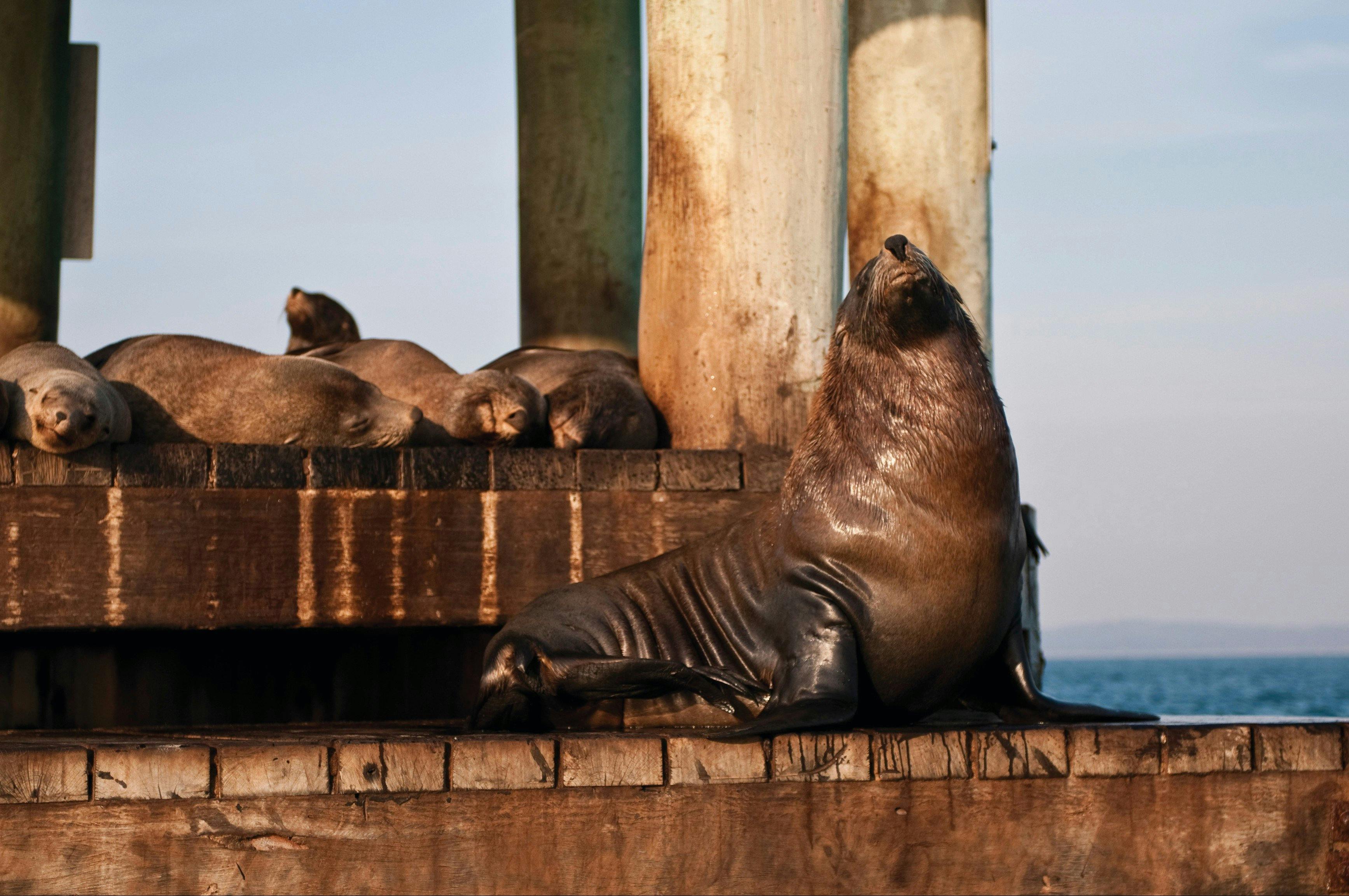 Port Phillip Heads Marine National Park