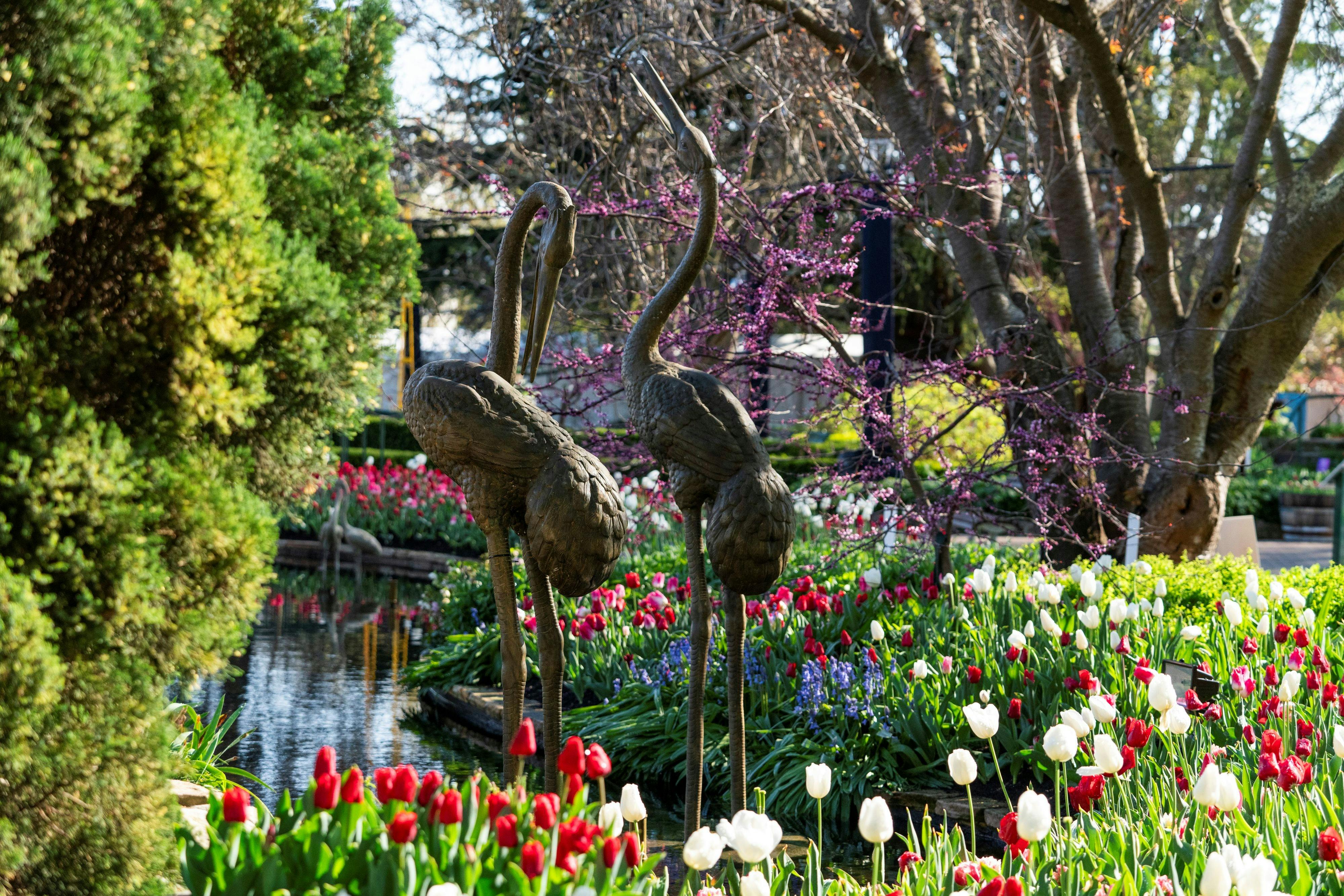 Bronze cranes among red & white tulips, canal beside them, cherry blossoms in background.