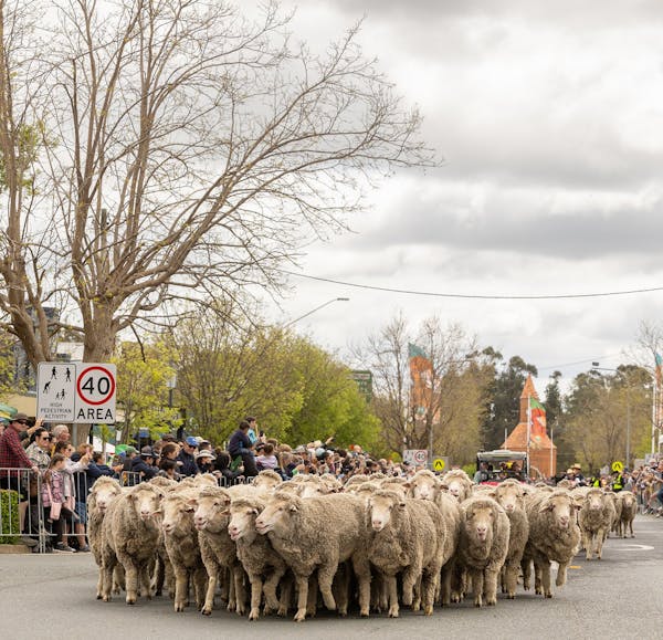Boorowa Irish Woolfest