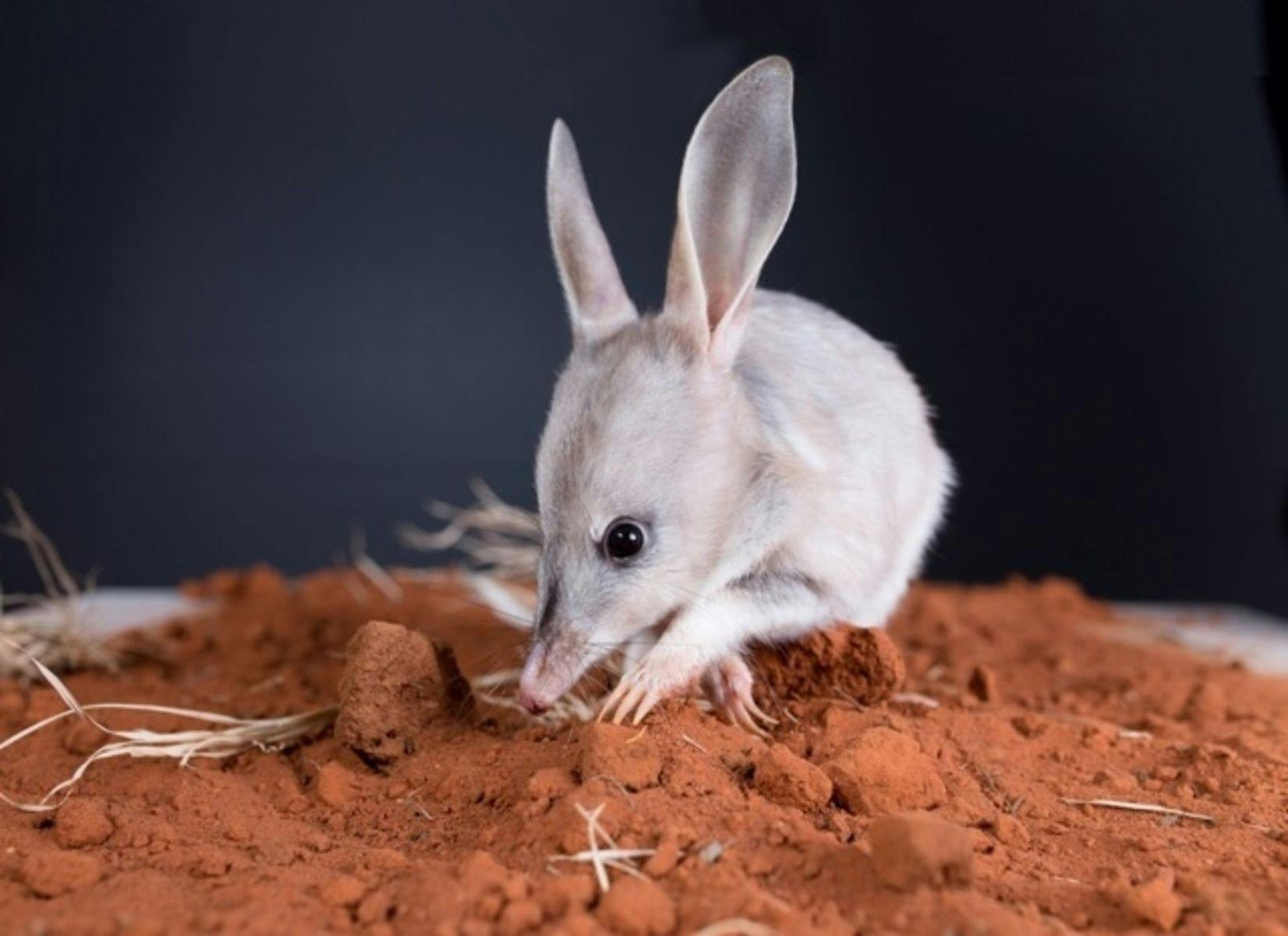 Charleville Bilby