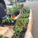 Plants galore
