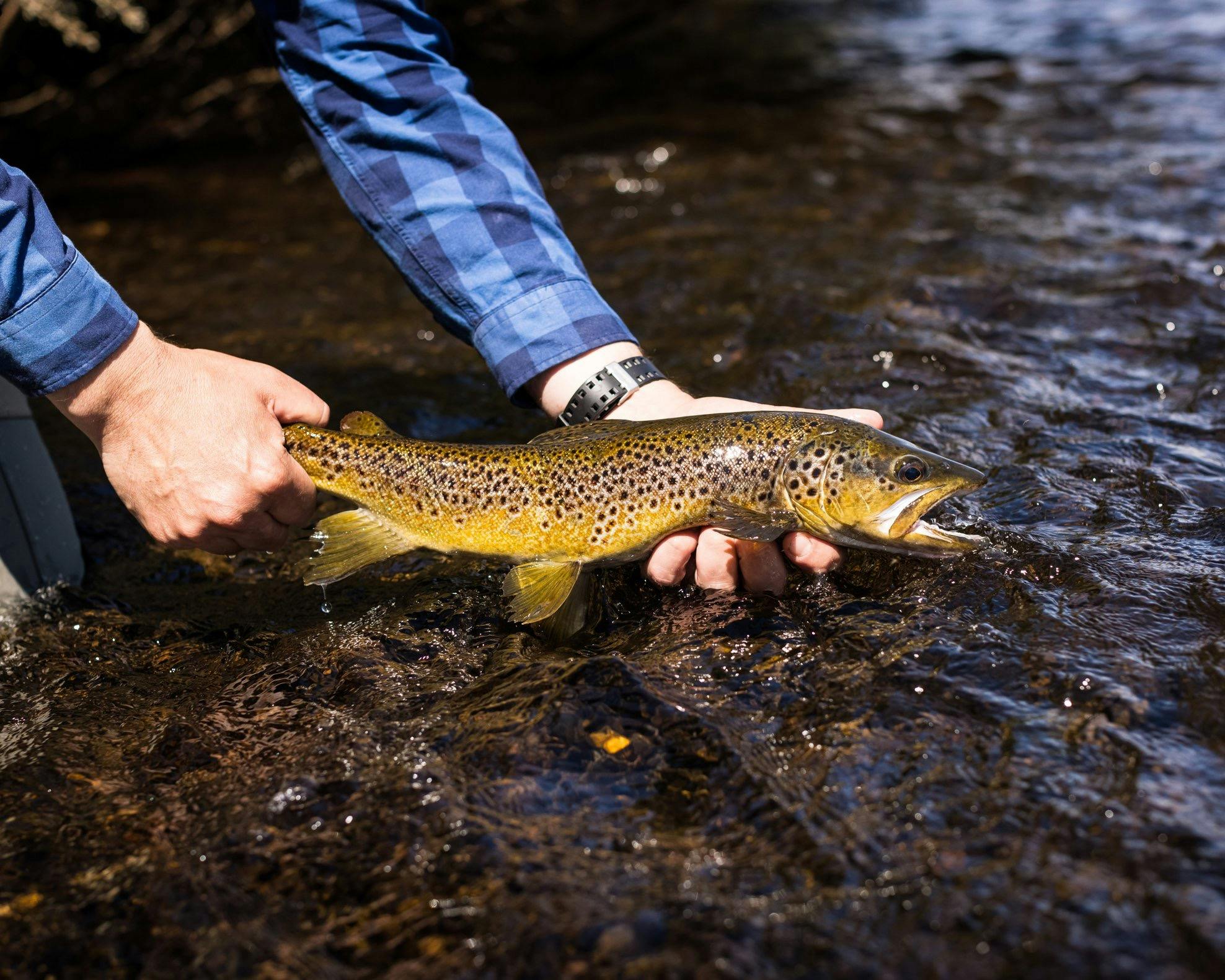 Wild brown trout caught in a Tasmanian river
