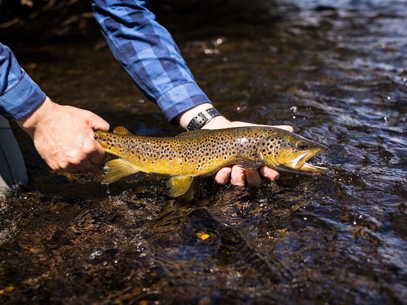 Wild brown trout caught in a Tasmanian river