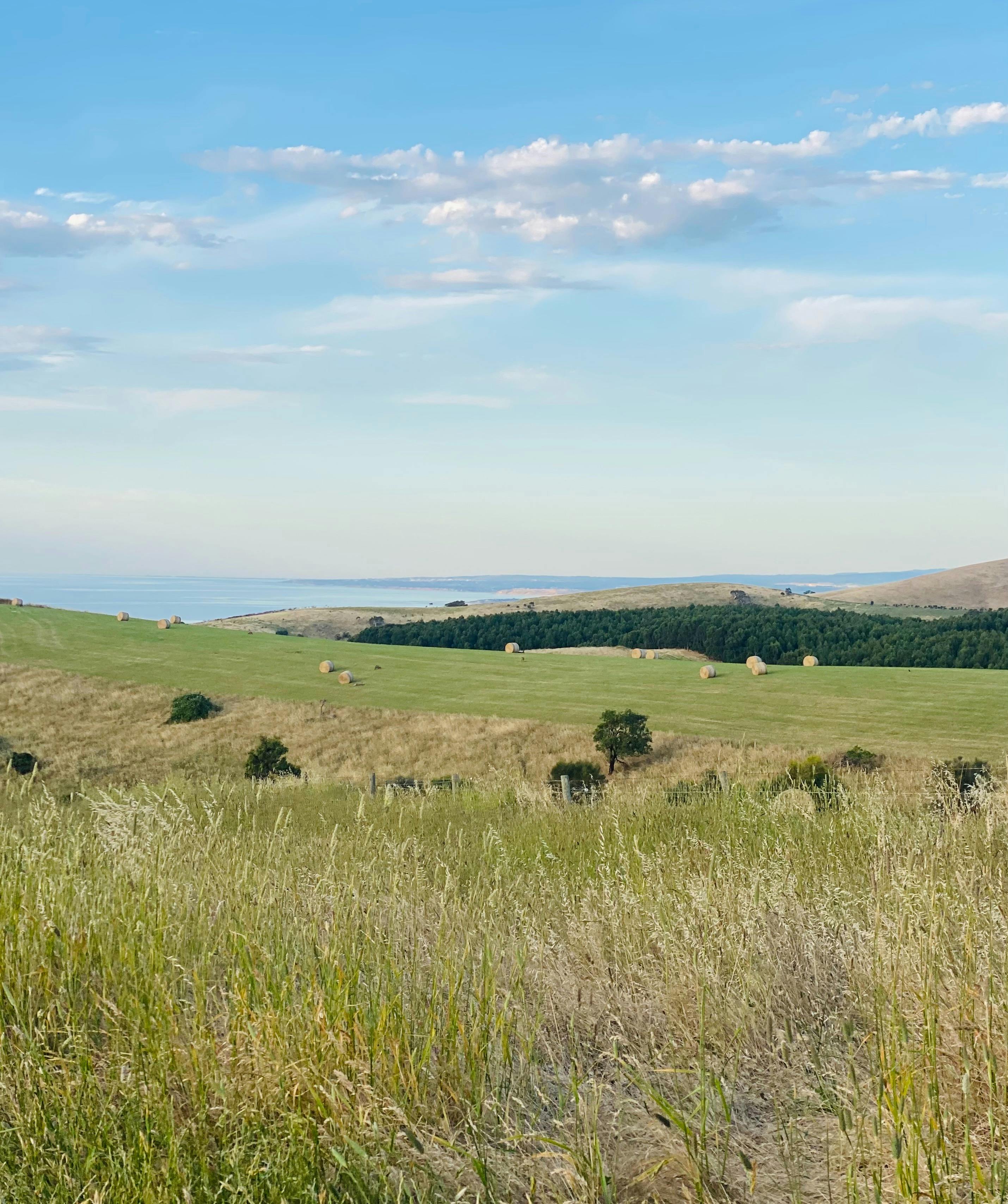 View myponga