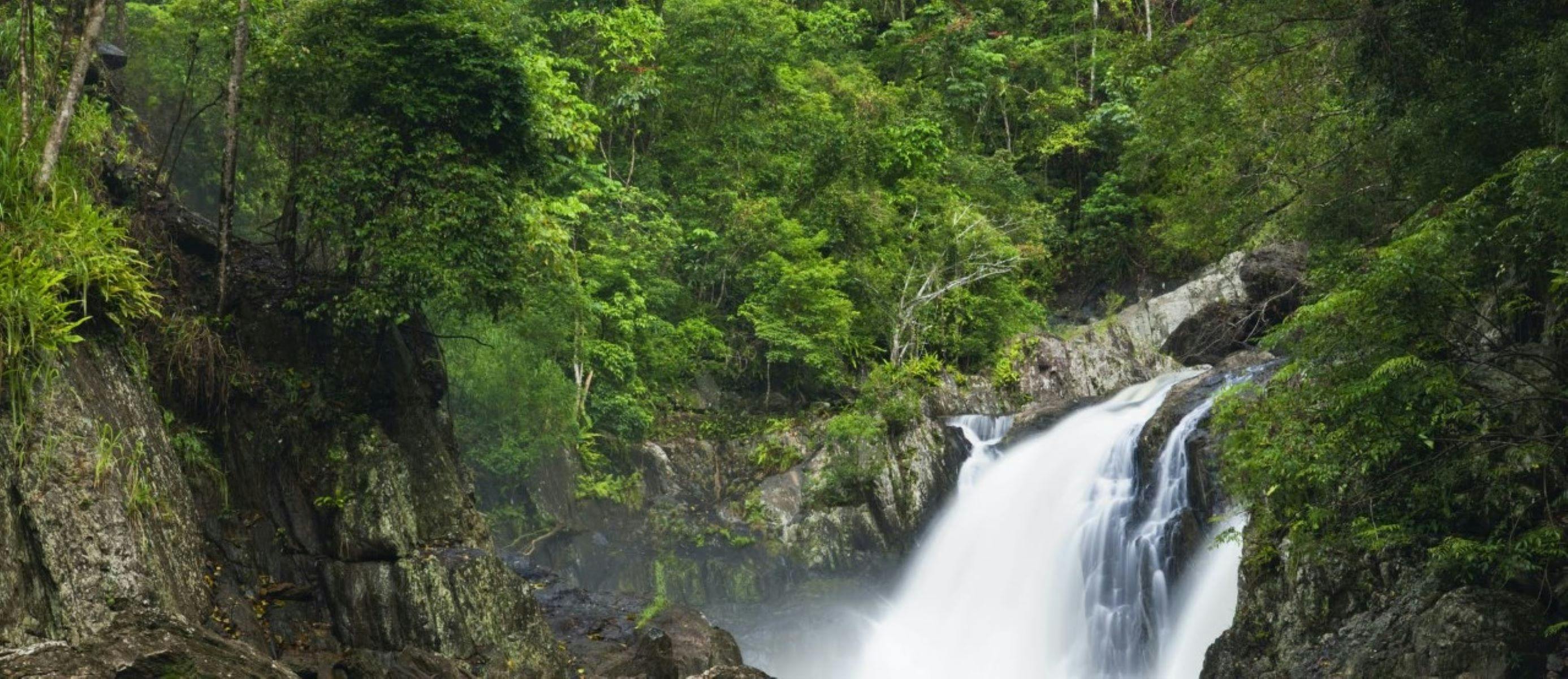 waterfall and rainfores