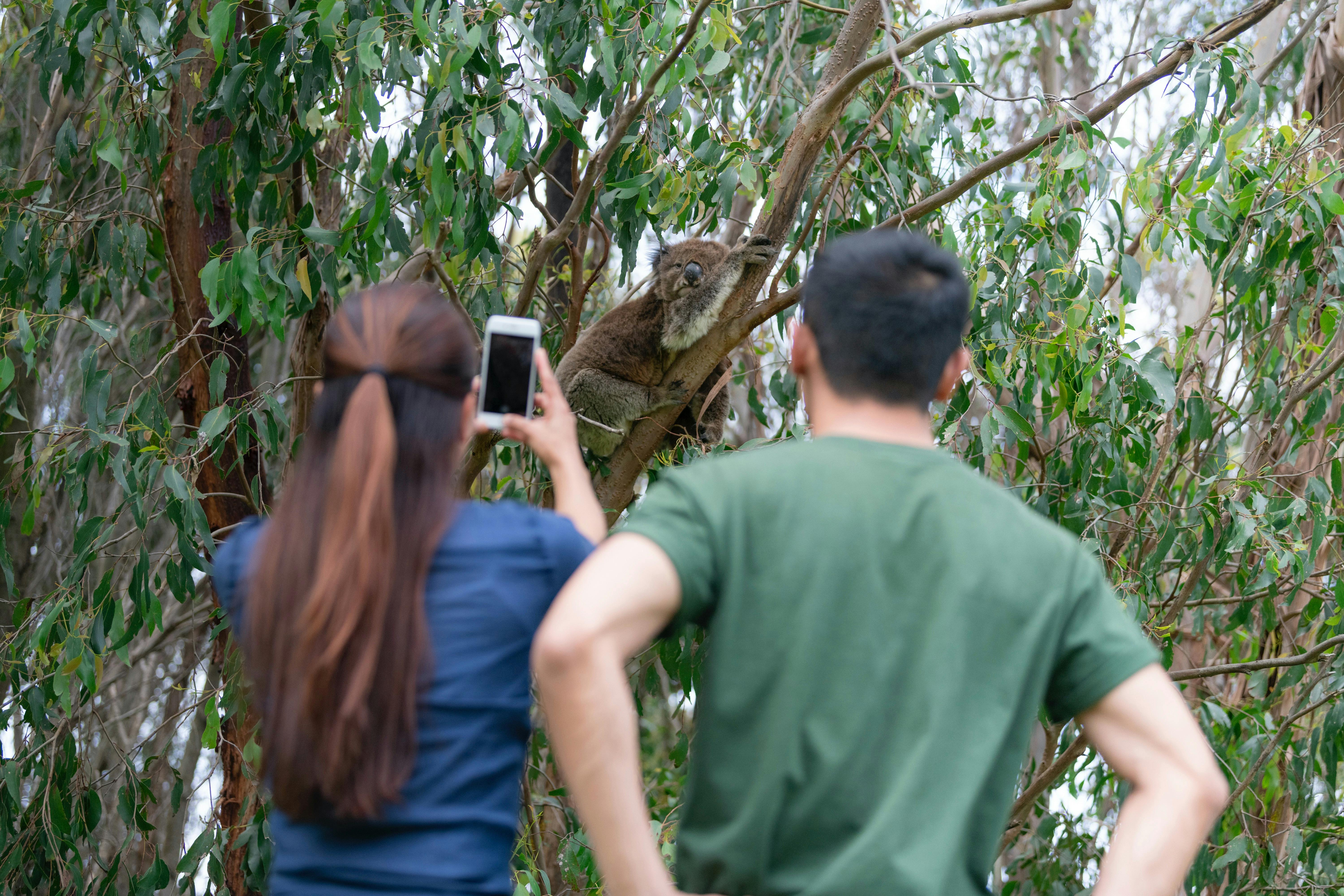 Koala Spotting