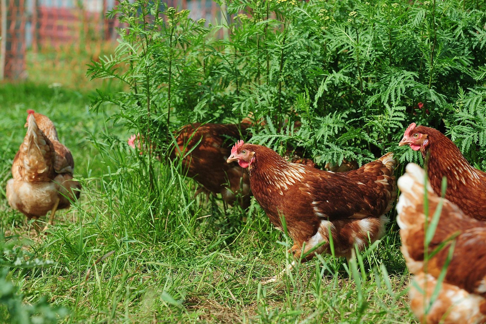Hens in garden