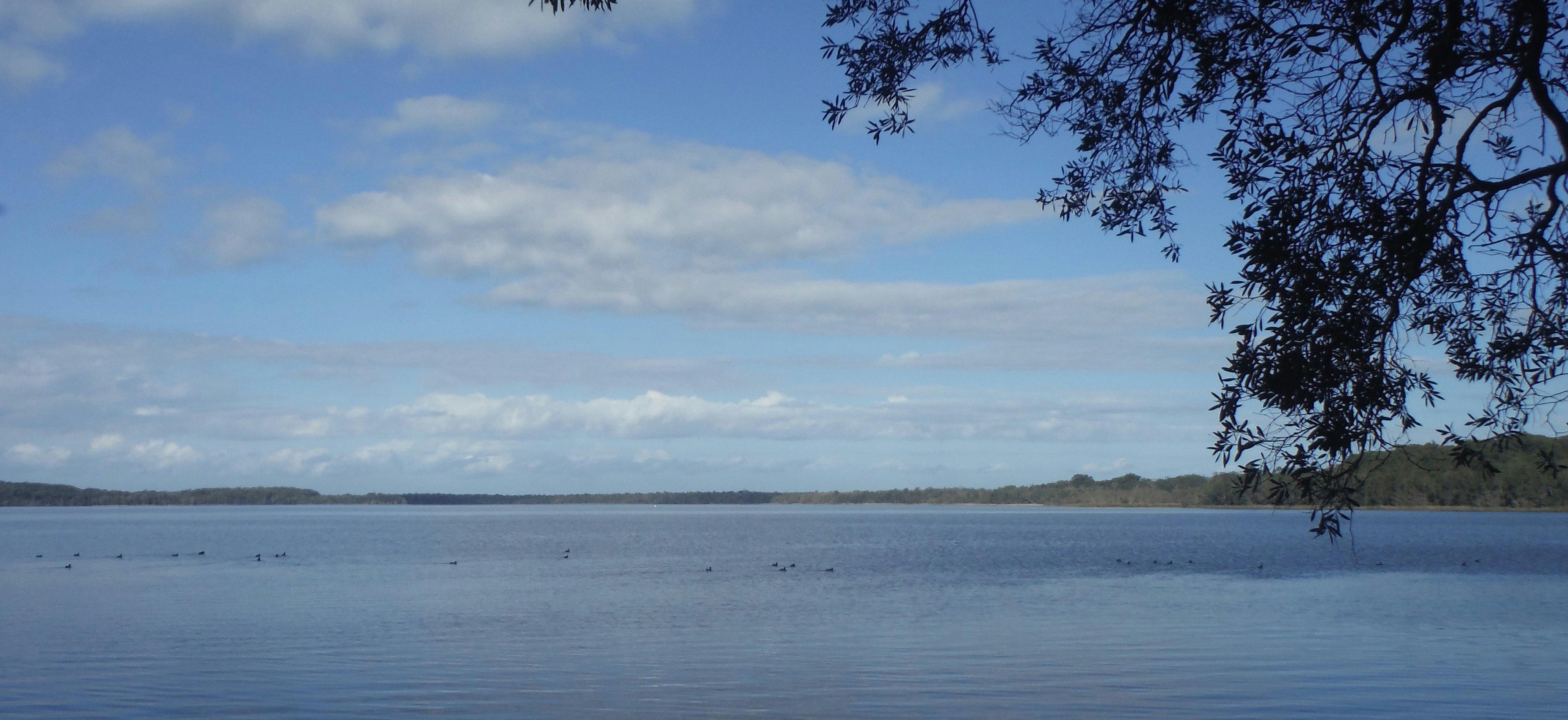 A view over the water with trees in the background on the Myall Lakes Kayak Adventure