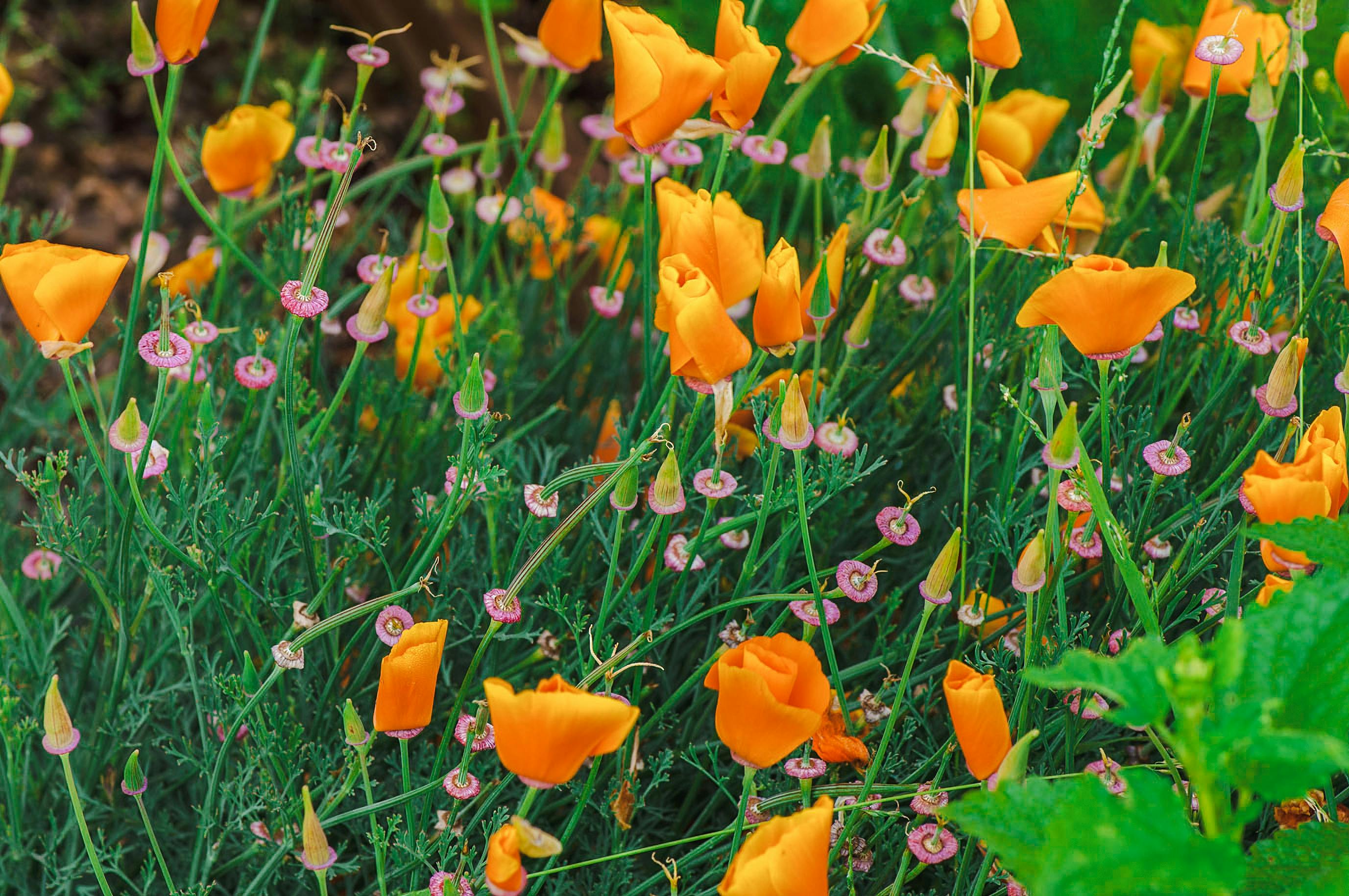 Flowers at Calthorpes House